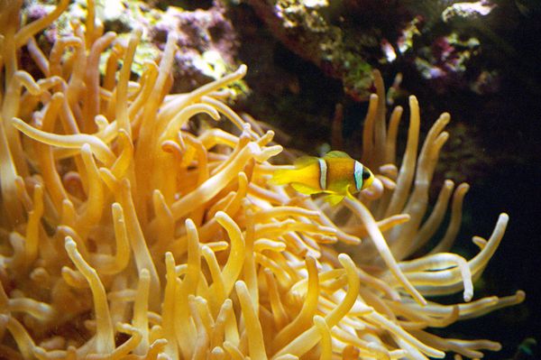Anémone et son poisson clown