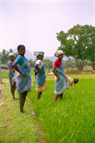 Travail dans les rizières au pied de la première colline abritant les temples