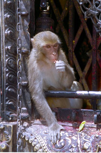 Le singe se régale des offrandes faites à Buddha