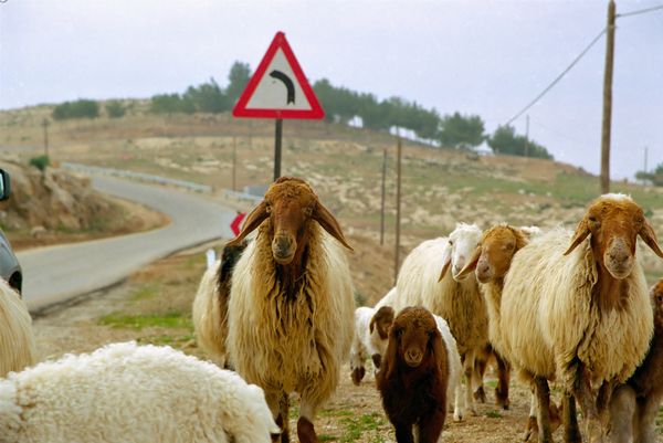 Famille de bédouins, amis de Khaled, croisés sur la route