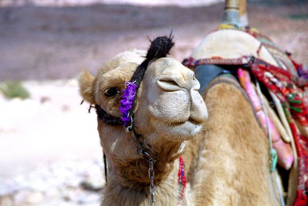 Dromadaire devant le trésor du pharaon