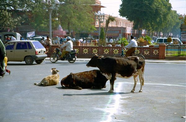 Les vaches encombrent les carrefours…