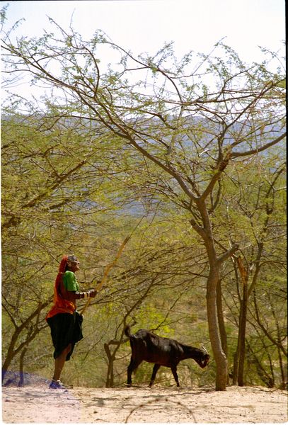 Indienne ramassant du bois avec sa chèvre