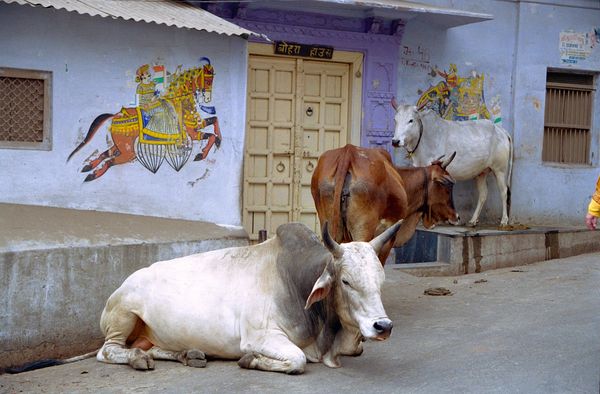Art et vaches