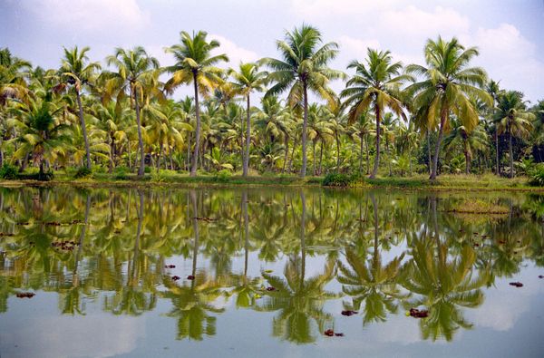 cocotiers les pieds dans l'eau