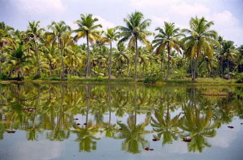 cocotiers les pieds dans l'eau