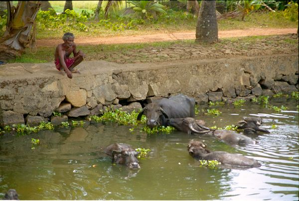 Le bain des buffles