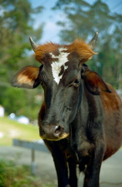 Vache à choucroute sur la tête