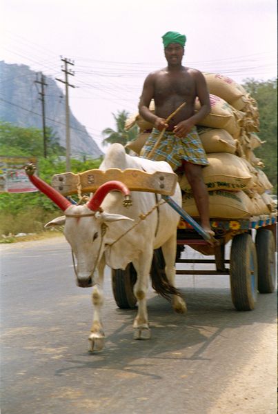 Sikh conduisant fiérement son char à boeufs