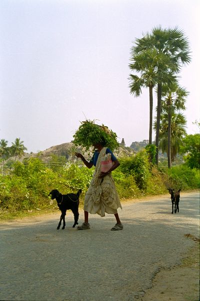 Une femme, ses chèvres et sa récolte sur la tête