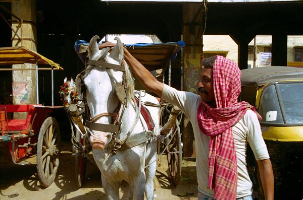 Cheval aux oreilles en forme de coeur (quand il les rabat en avant)