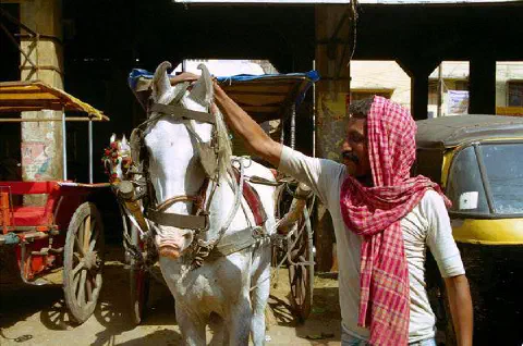 Cheval aux oreilles en forme de coeur (quand il les rabat en avant)