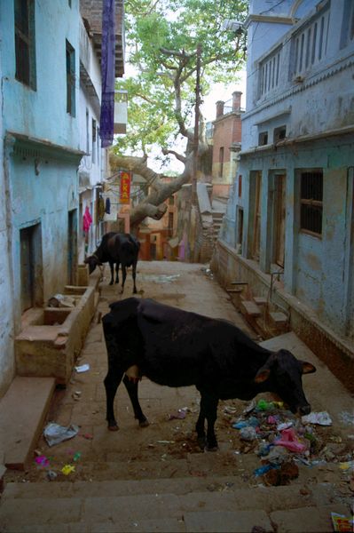 Vaches et poubelles dans une ruelle (ça rime!)