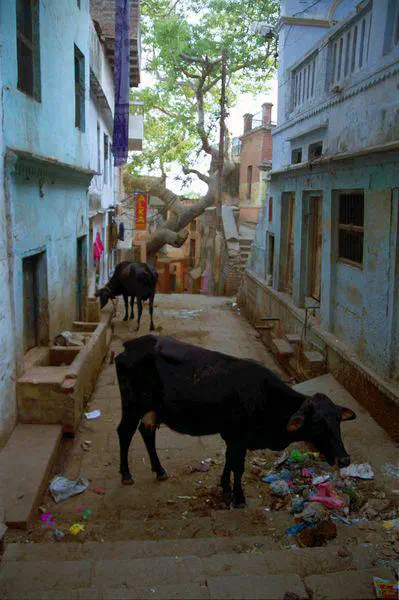 Vaches et poubelles dans une ruelle (ça rime!)
