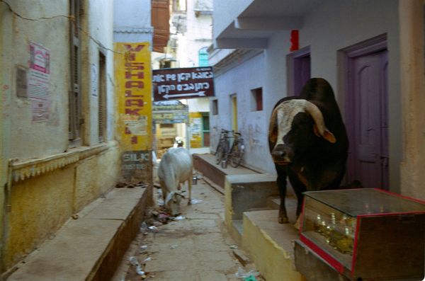 Vache et taaureaux dans la ruelle... on fait comment pour passer?